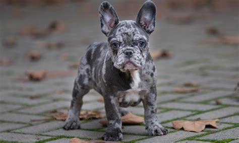 Merle French Bulldog: Color, Price & Health Guide